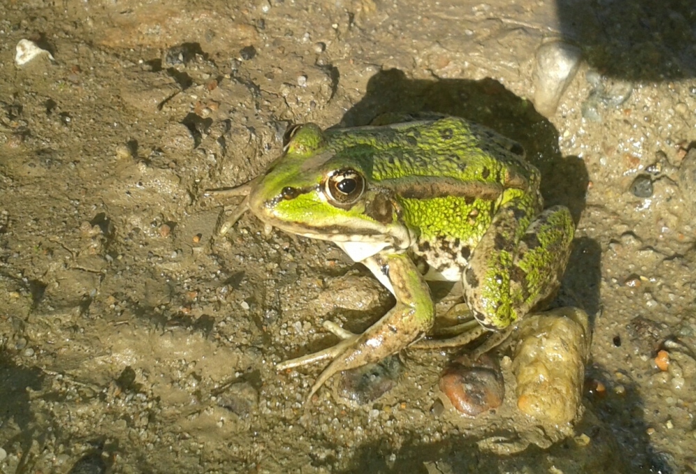 Glück gehabt, Froschen