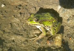 Glück gehabt, Froschen