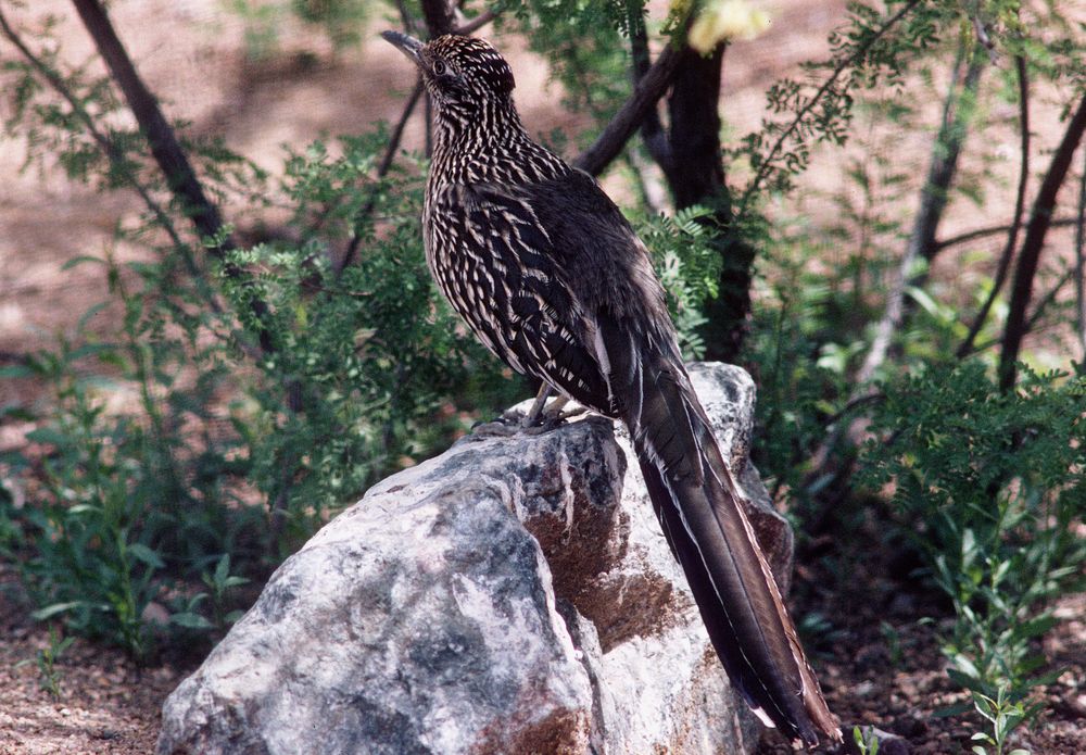 Glück gehabt: Roadrunner, der Wegekuckuck (Geococcyx californianus) in freier Wildbahn... , AZ