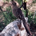 Glück gehabt: Roadrunner, der Wegekuckuck (Geococcyx californianus) in freier Wildbahn... , AZ