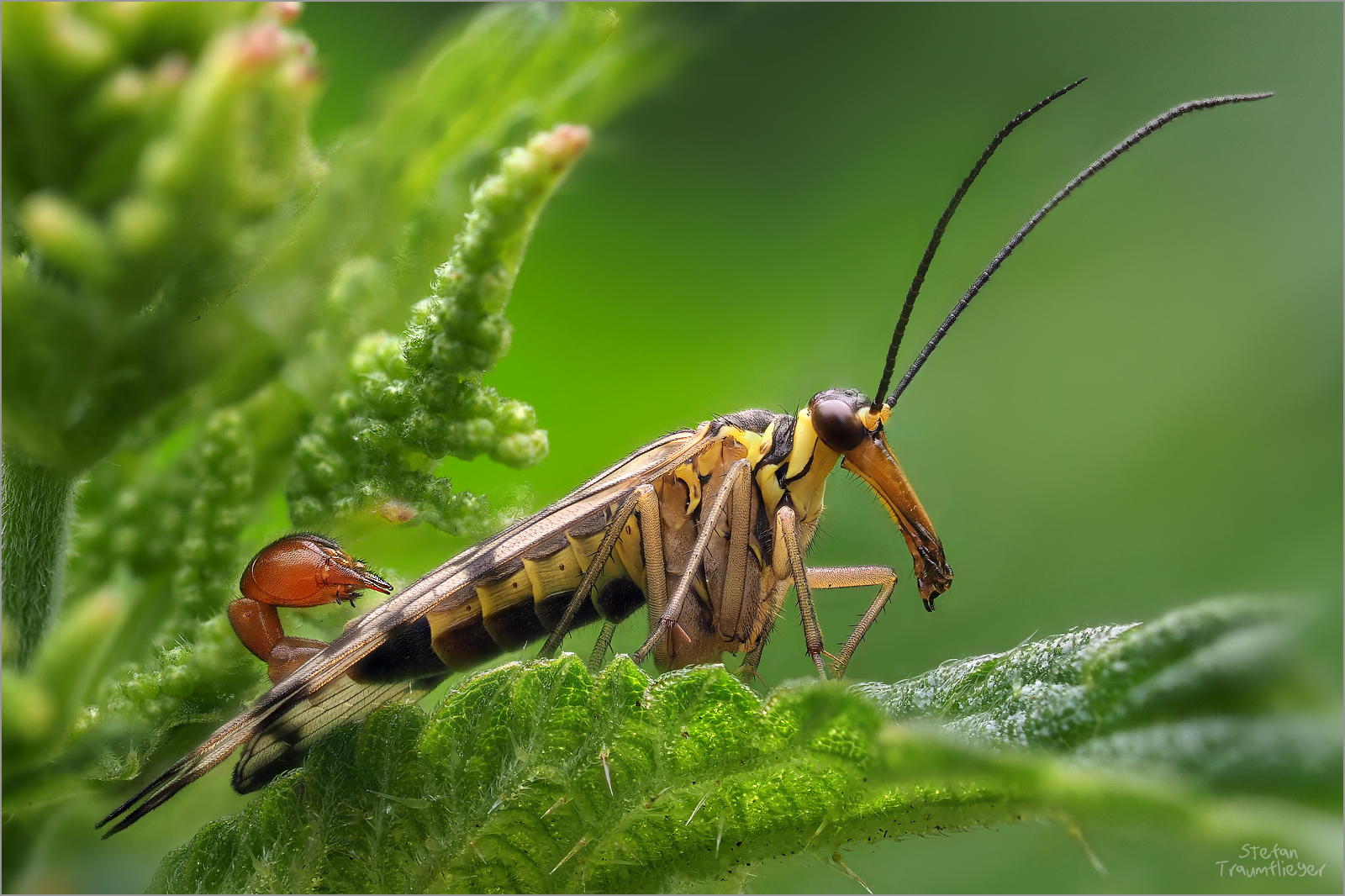 Glück gehabt - Schnepfenfliege