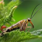 Glück gehabt - Schnepfenfliege