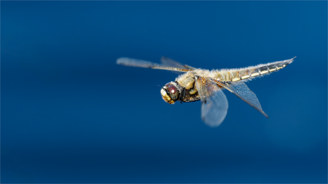 Glück gehabt - Vierfleck im Flug  .....