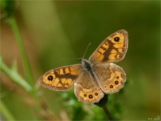 Glück hatte ich ...