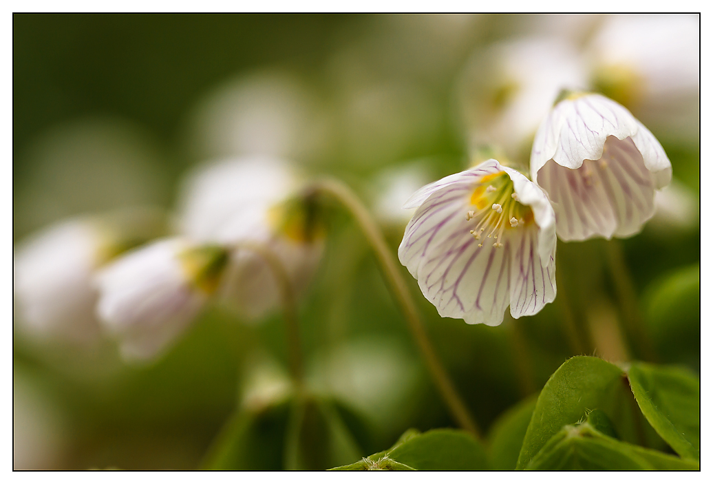 Glück im Frühling ... Kleepflanze