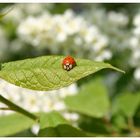 Glück in greifbarer Nähe