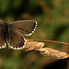 Glück ist die Summe schöner Momente 28