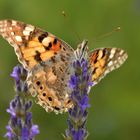 Glück ist die Summe schöner Momente 43