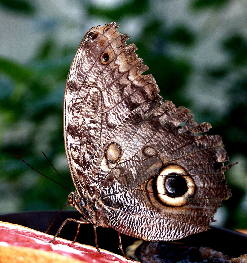 Glück ist ein Schmetterling...