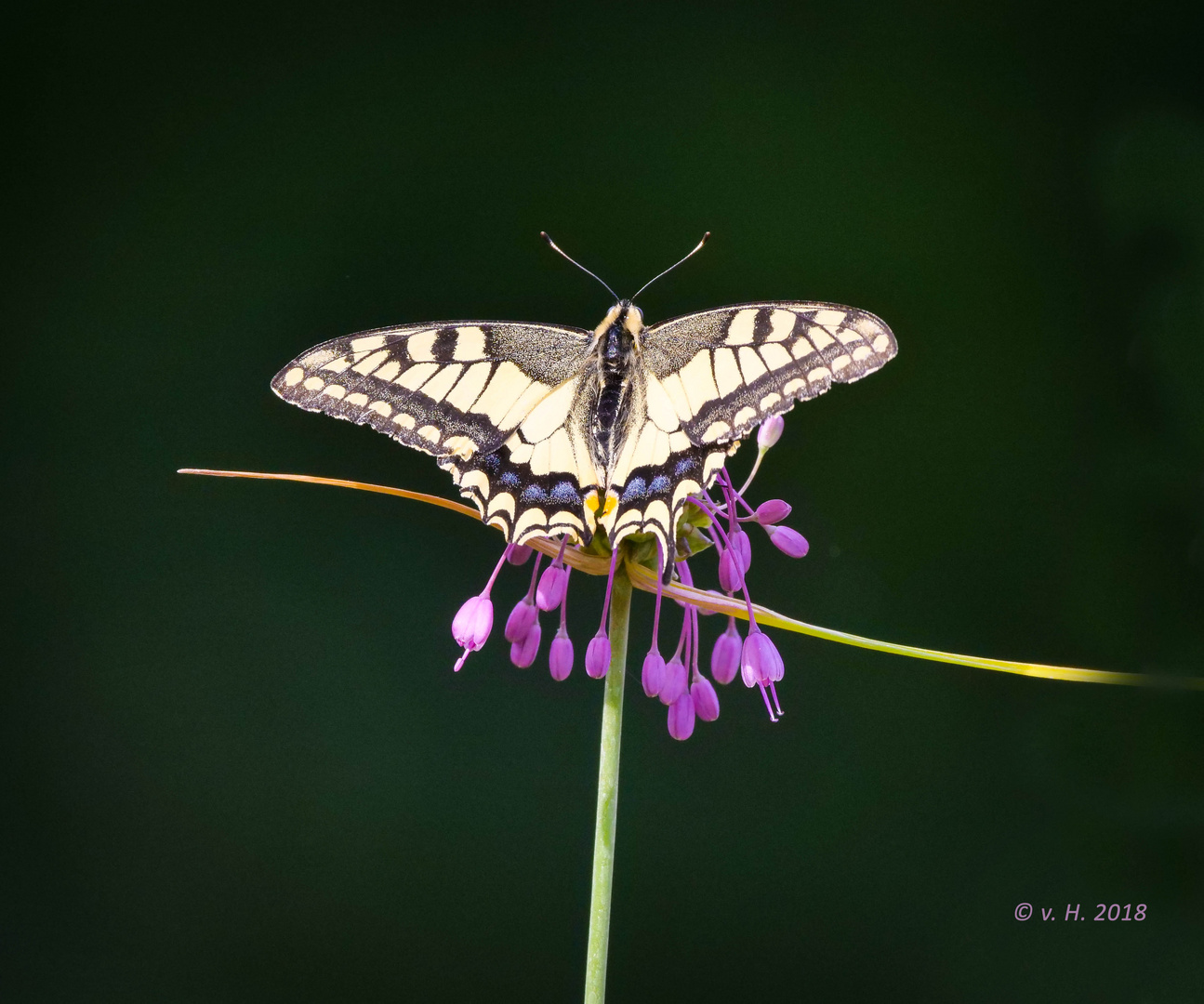 Glück ist ein Schmetterling,