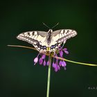 Glück ist ein Schmetterling,