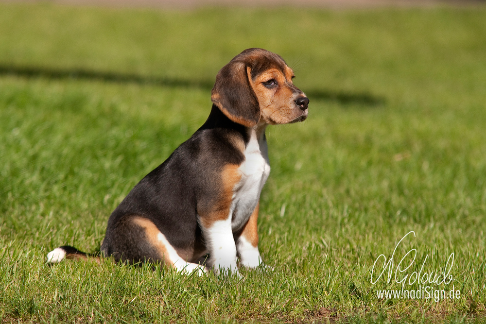 Glück ist ein warmes Hundebaby ...