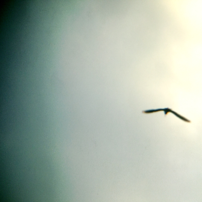 Glück ist ein Zugvogel 