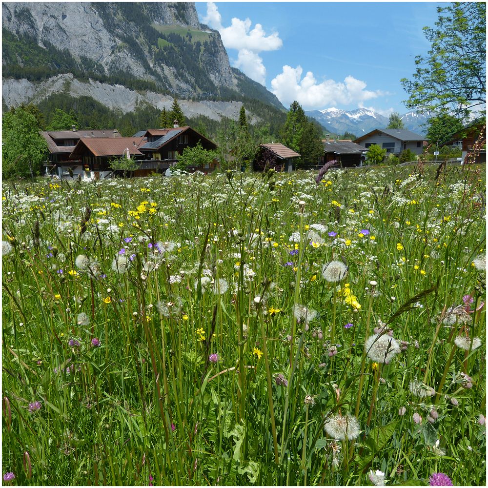 Glück ist eine blühende Bergwiese