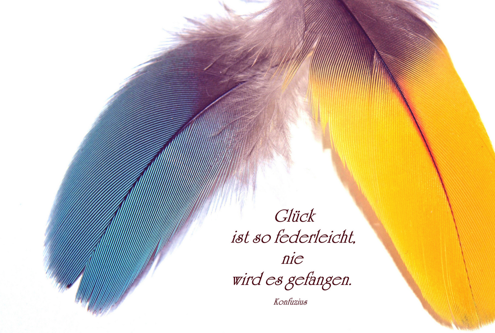 Glück ist federleicht Foto & Bild spezial, blau, gelb Bilder auf