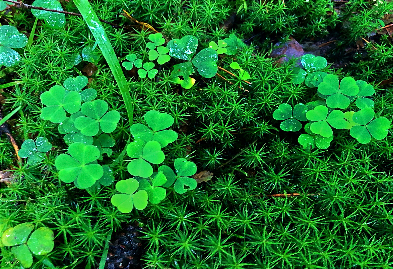Glück ist gar nicht mal so selten . . . " Foto & Bild wald, outdoor