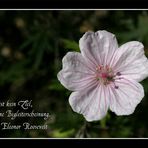 Glück ist kein Ziel ... (Geranium)