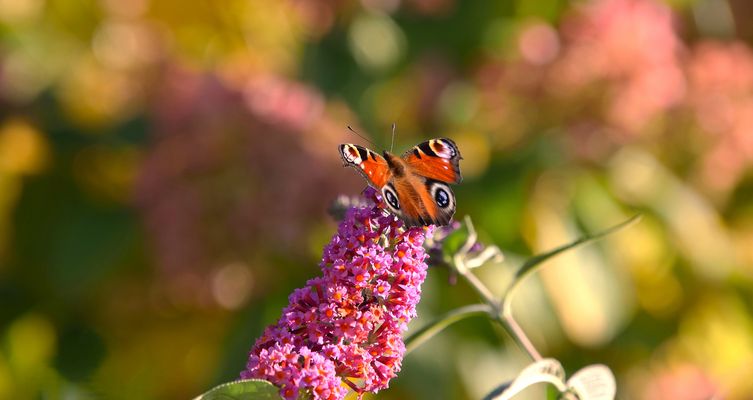 Glück ist Summe schöner Momente (156)