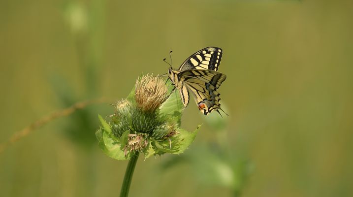 Glück ist Summe schöner Momente (!55)