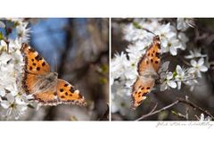 [ Glück ist wie ein Schmetterling ]