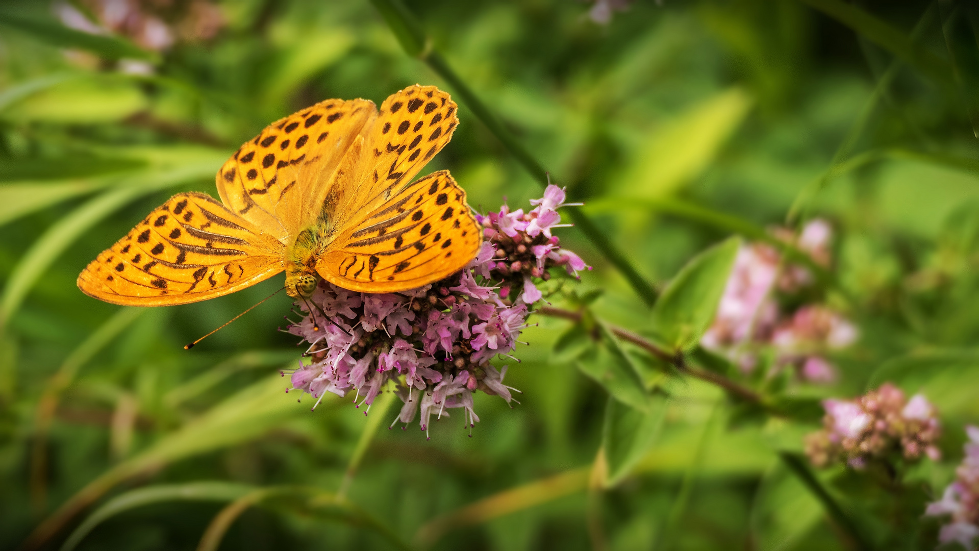 Glück ist wie ein Schmetterling...