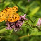 Glück ist wie ein Schmetterling...