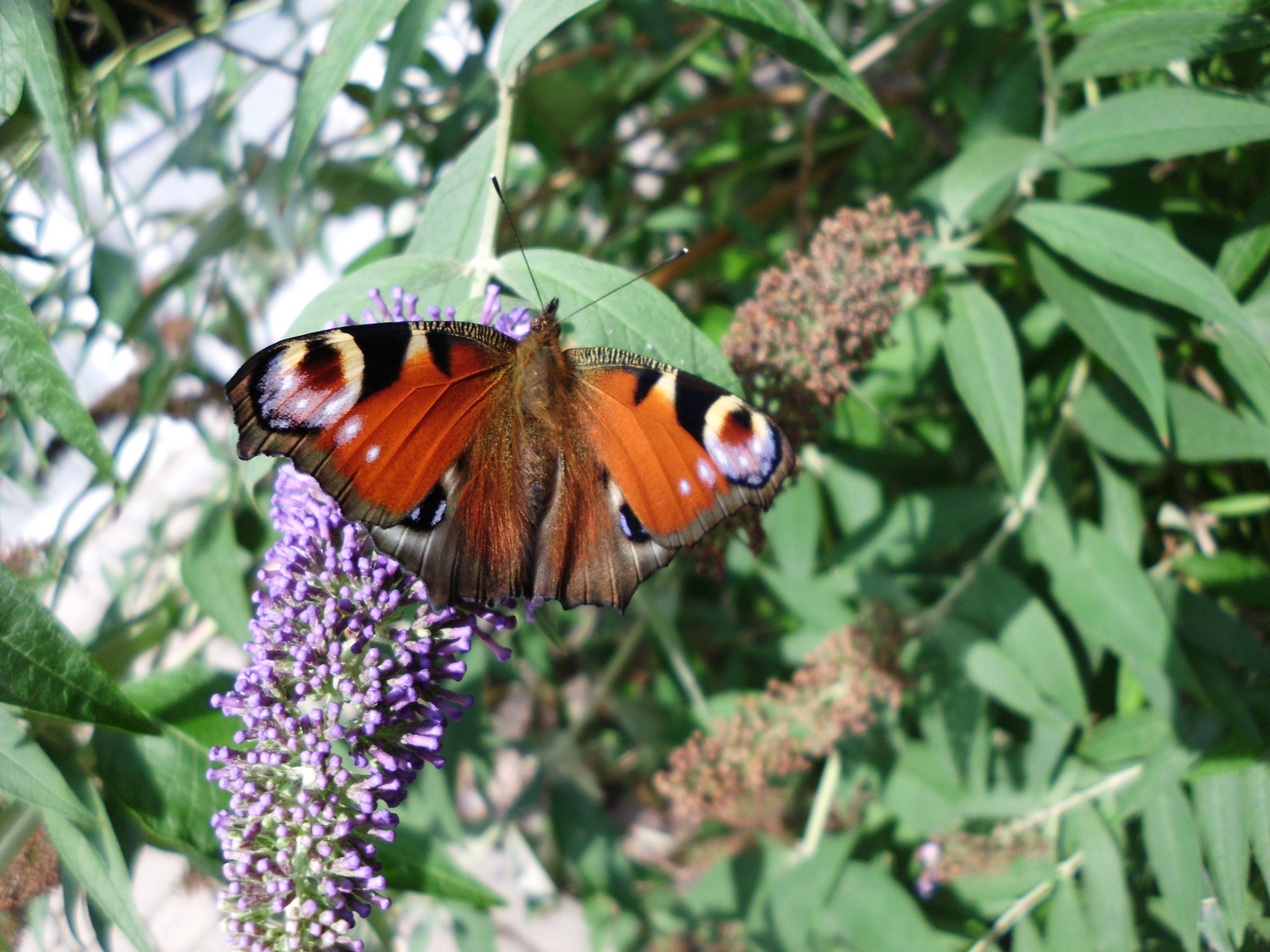 Glück ist wie ein Schmetterling