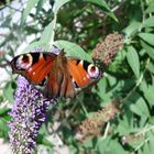 Glück ist wie ein Schmetterling