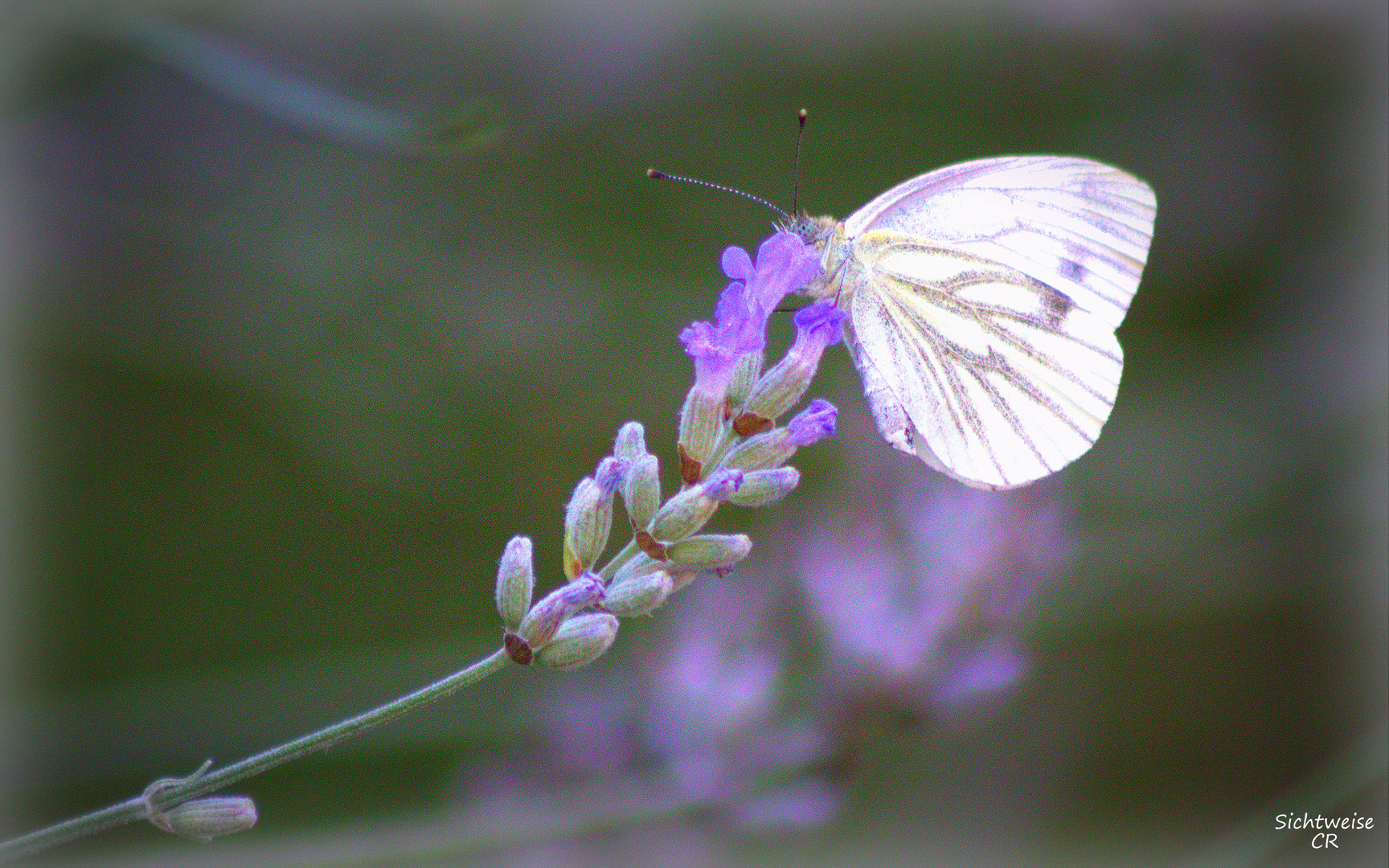 Glück ist wie ein schöner Schmetterling 