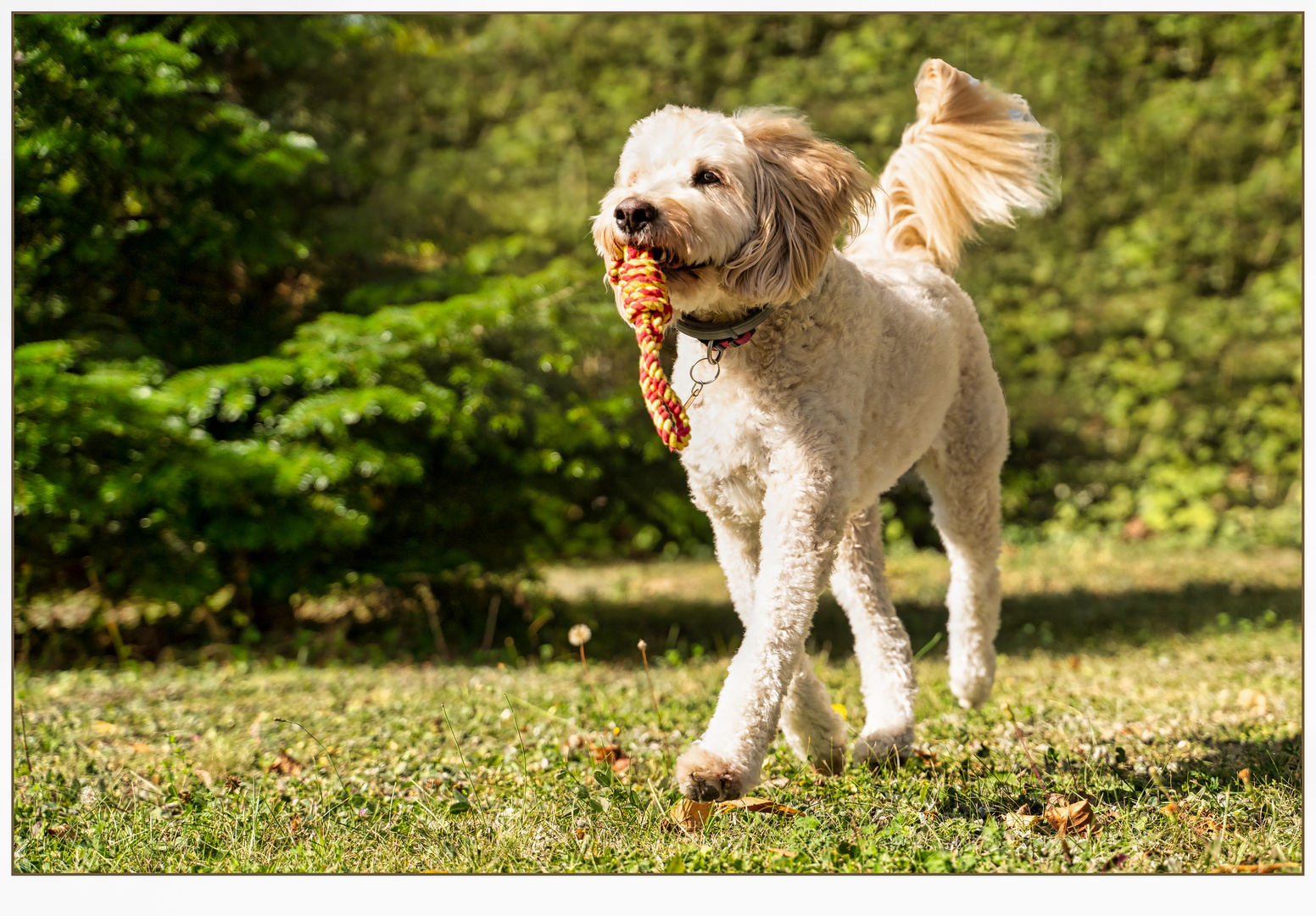 Glück kann man anfassen, man muss nur einen Hund streicheln.