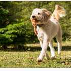 Glück kann man anfassen, man muss nur einen Hund streicheln.