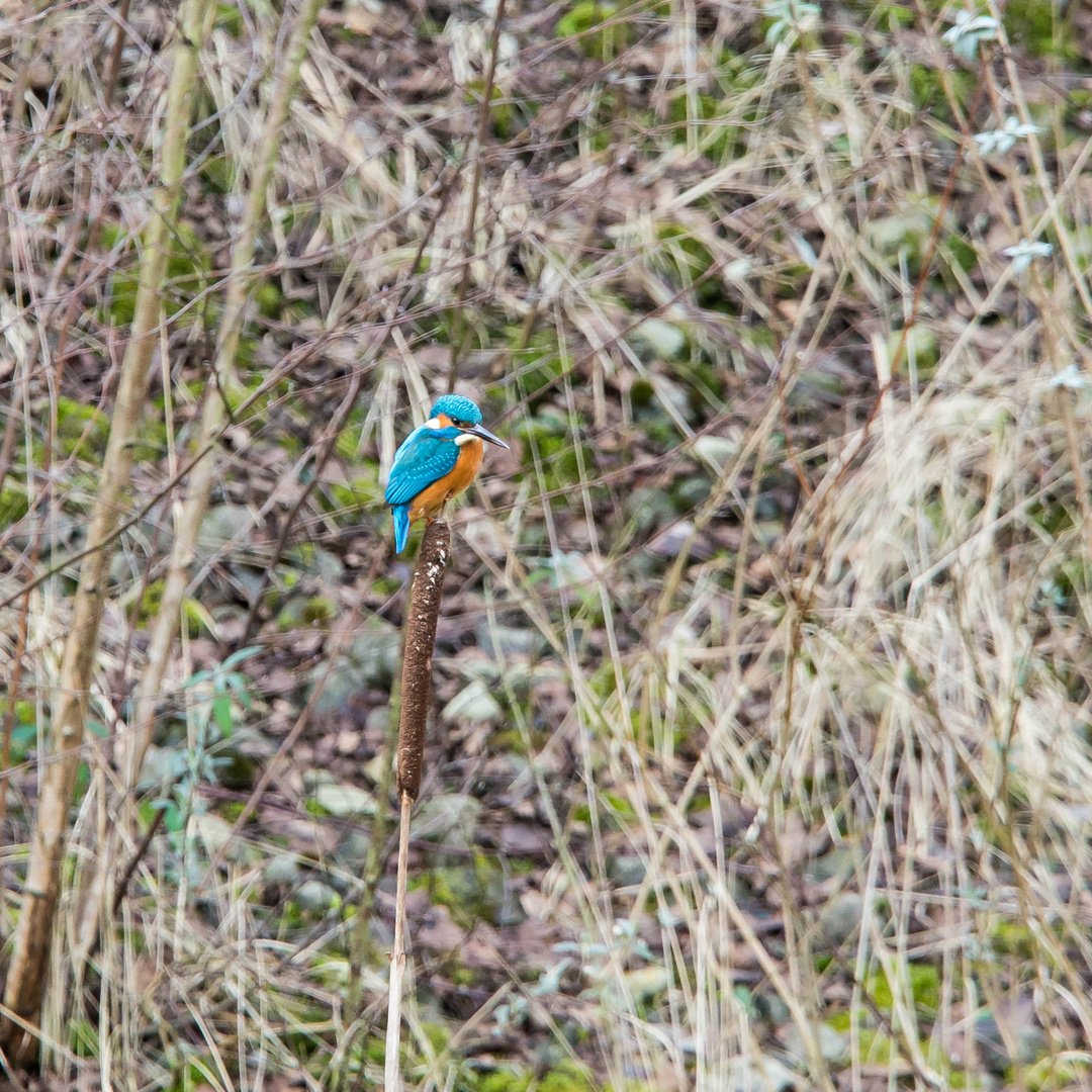 Glück muß man haben Foto & Bild tiere, wildlife, wild lebende vögel