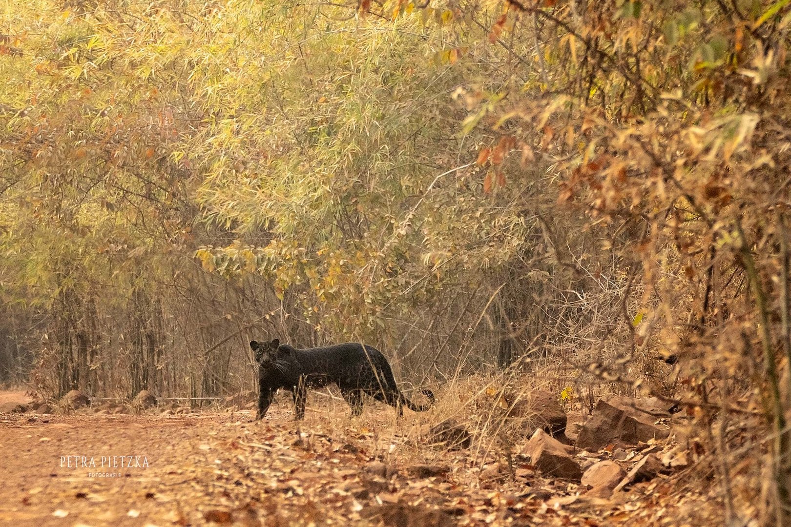 Glück pur - schwarzer Leopard auf Indien Reise gesichtet