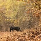 Glück pur - schwarzer Leopard auf Indien Reise gesichtet