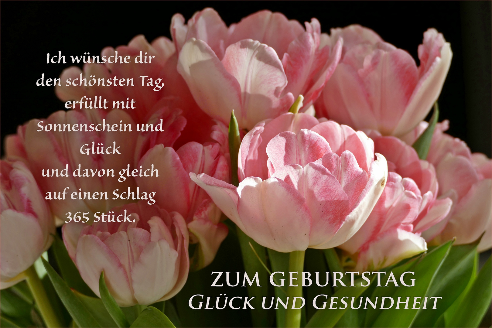 Glück und Gesundheit Foto & Bild tulpen, spruch, geburtstag Bilder
