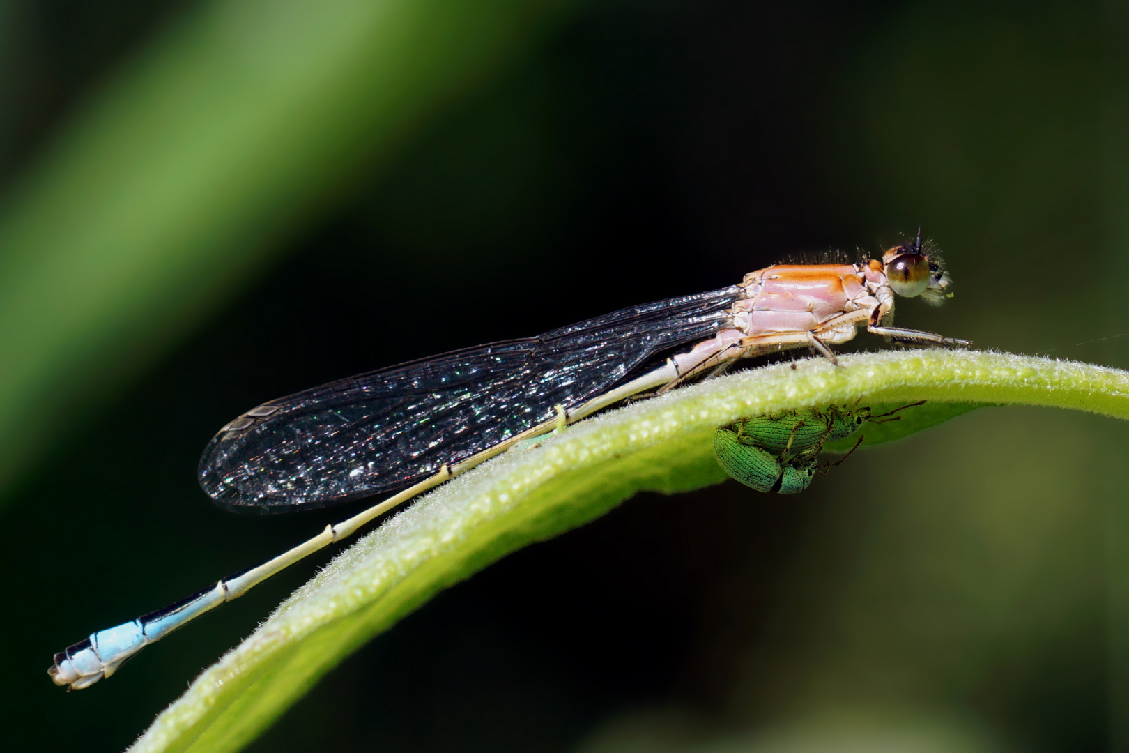 Glück und " Pech"  an einem Blatt: Pechlibelle und verliebte Grünrüßler