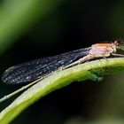 Glück und " Pech"  an einem Blatt: Pechlibelle und verliebte Grünrüßler