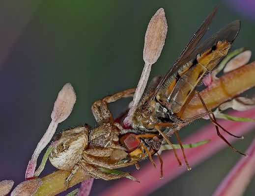Glück und Unglück sind manchmal so nahe beieinander! - Bonheur et malheur...  