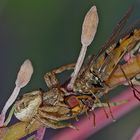 Glück und Unglück sind manchmal so nahe beieinander! - Bonheur et malheur...  