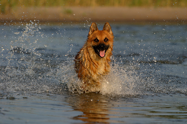 Glücklich&hellip; Foto &amp; Bild tiere, haustiere, hunde Bilder auf