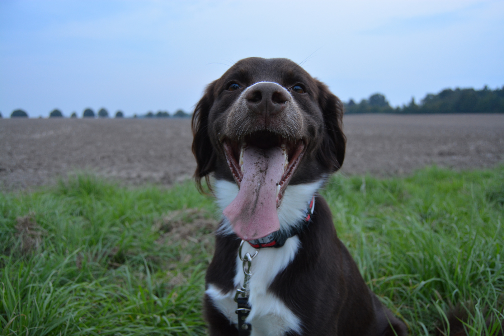 Glücklich! Foto &amp; Bild tiere, haustiere, hunde Bilder auf