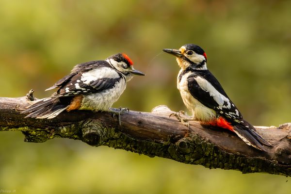 Glücklich an Papa’s Leine…