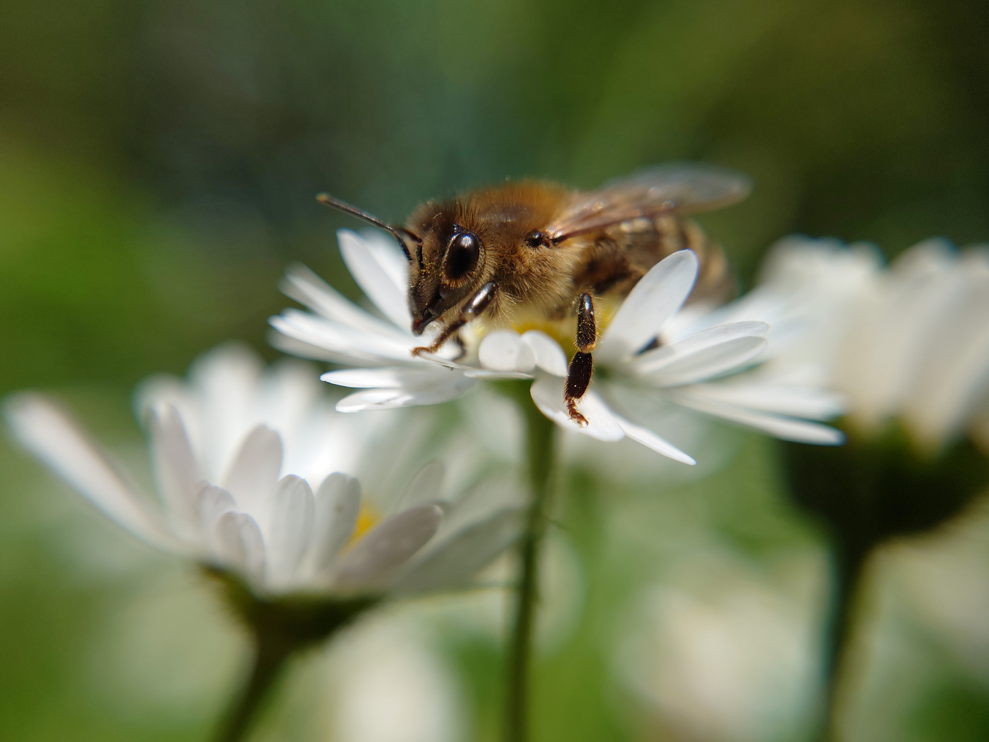 Glücklich auf dem Gänseblümchen