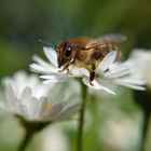 Glücklich auf dem Gänseblümchen