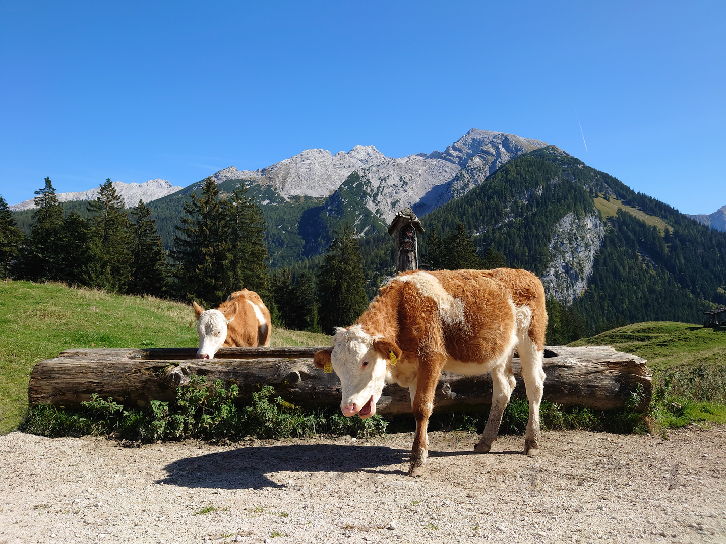 Glücklich auf der Alm