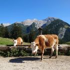 Glücklich auf der Alm