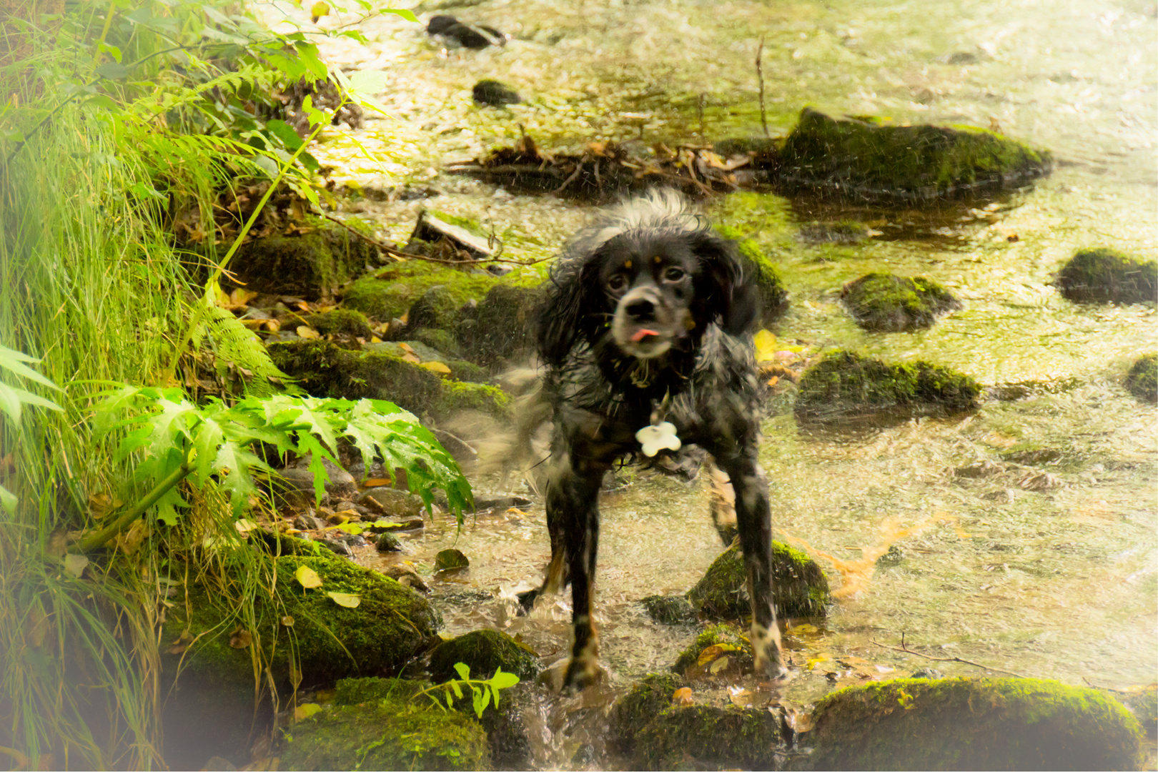 Glücklich im Bach - Gremlin oder Münsterländer?