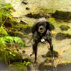 Glücklich im Bach - Gremlin oder Münsterländer?