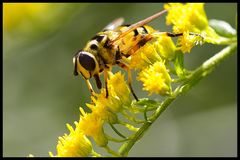 Glücklich in der Natur