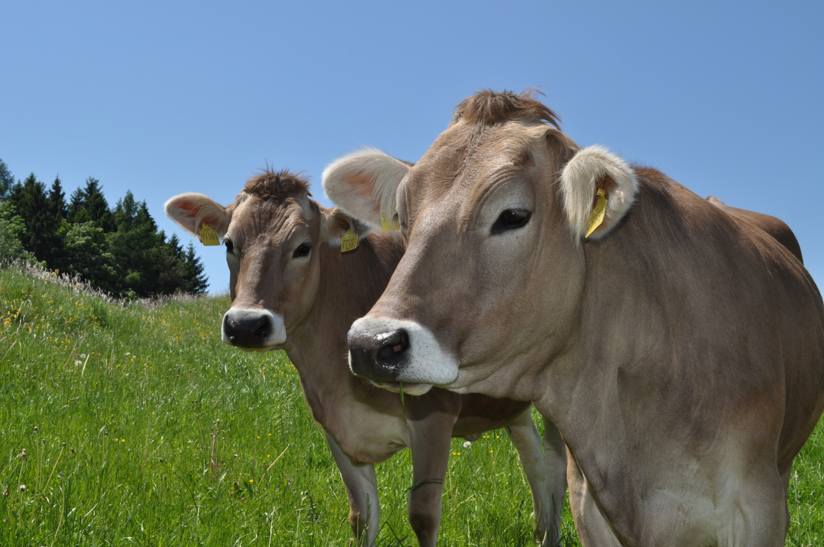 Glückliche Allgäuer Milchkühe